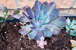 Are Your Succulents Ready for Spring?