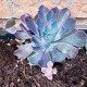 Are Your Succulents Ready for Spring?