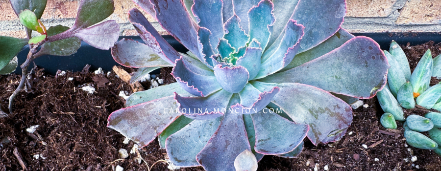 Are Your Succulents Ready for Spring?