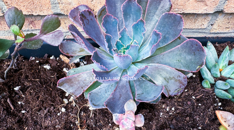 Are Your Succulents Ready for Spring?