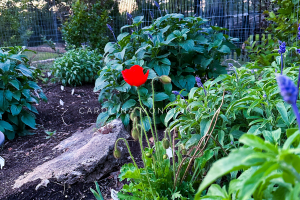 The Very First Poppy of the Year -2024