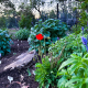 The Very First Poppy of the Year -2024