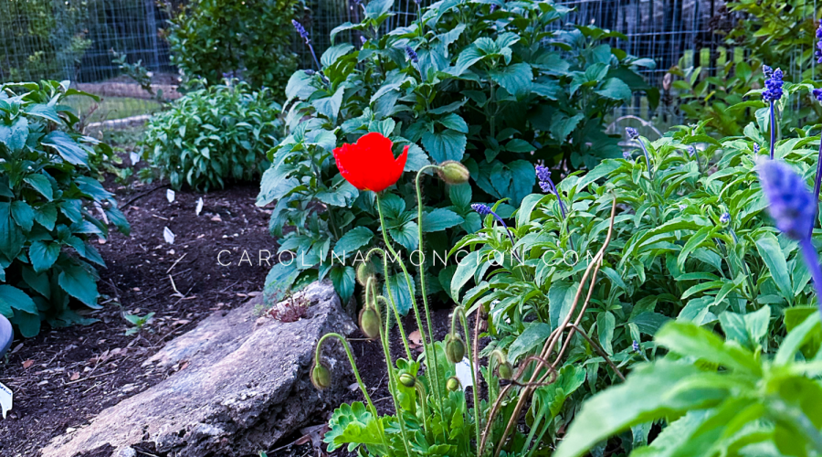 The Very First Poppy of the Year -2024