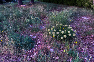 Asclepia Plants and Monarch Butterflies: What’s the Connection?