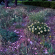 Asclepia Plants and Monarch Butterflies: What’s the Connection?