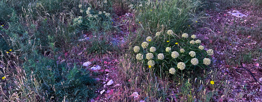 Asclepia Plants and Monarch Butterflies: What’s the Connection?