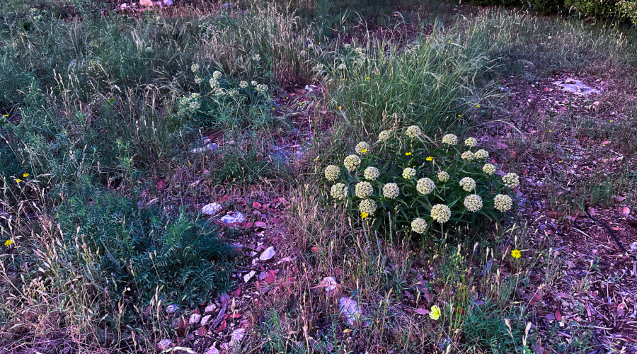 Asclepia Plants and Monarch Butterflies: What’s the Connection?