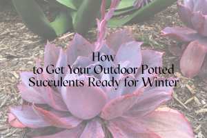 How to Get Your Outdoor Potted Succulents Ready for Winter