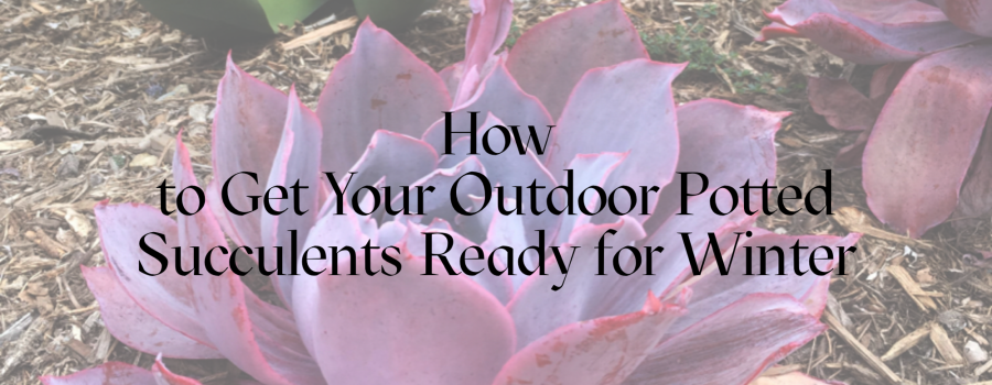 How to Get Your Outdoor Potted Succulents Ready for Winter
