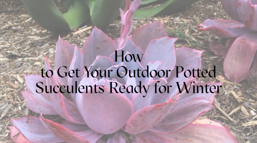 How to Get Your Outdoor Potted Succulents Ready for Winter