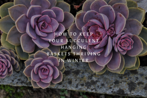 How to Keep Your Succulent Hanging Baskets Thriving In Winter