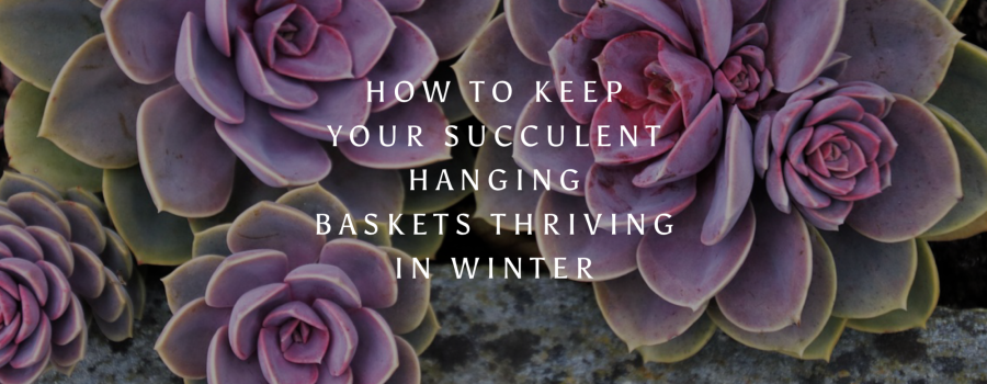How to Keep Your Succulent Hanging Baskets Thriving In Winter