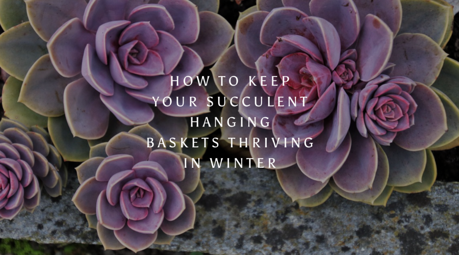 How to Keep Your Succulent Hanging Baskets Thriving In Winter