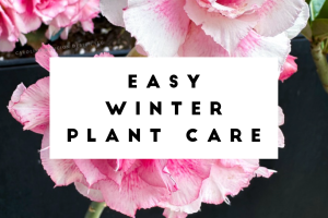 Easy Winter Care for Plants 2026