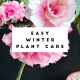 Easy Winter Care for Plants 2026