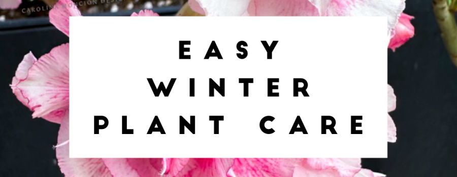 Easy Winter Care for Plants 2026