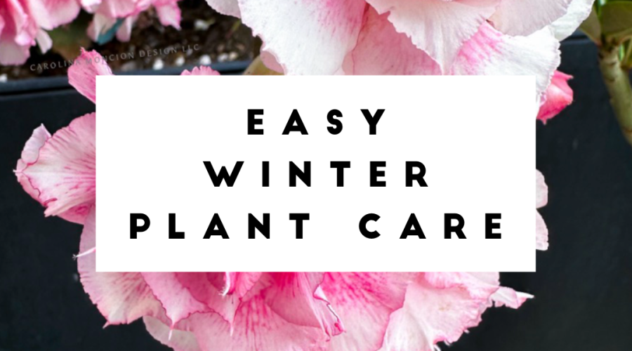 Easy Winter Care for Plants 2026