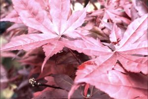 🍁When a Bloodgood Maple Tree Decides Texas is Home