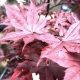 🍁When a Bloodgood Maple Tree Decides Texas is Home