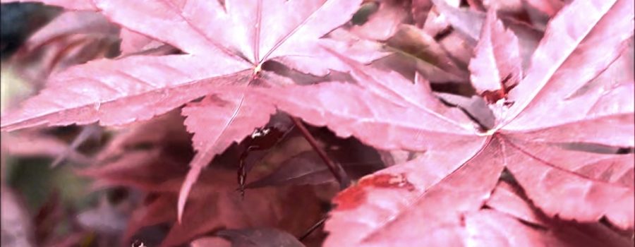 🍁When a Bloodgood Maple Tree Decides Texas is Home