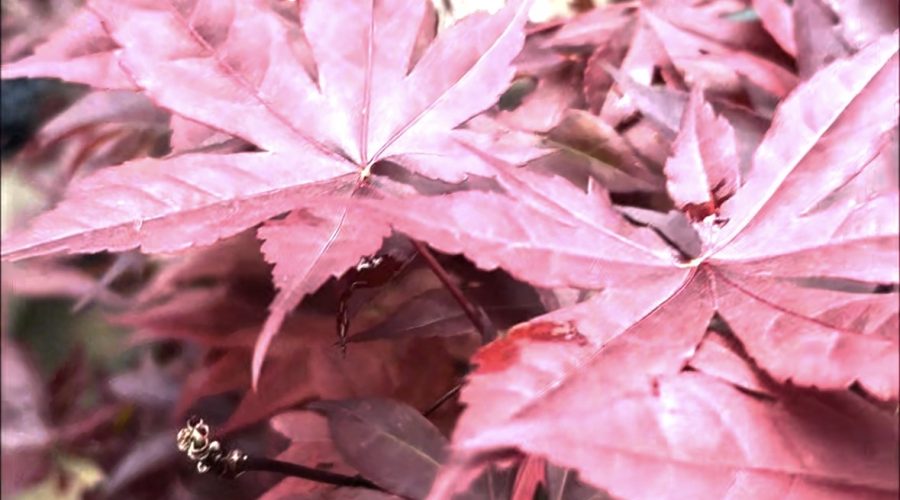 🍁When a Bloodgood Maple Tree Decides Texas is Home