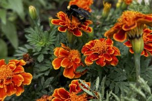 A Pollinator’s Sanctuary: Why We Must Turn Off Our Lights