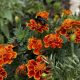 A Pollinator’s Sanctuary: Why We Must Turn Off Our Lights