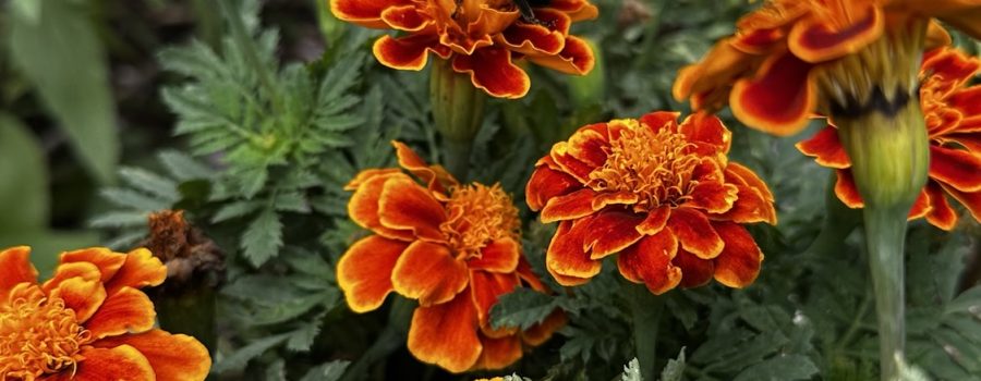 A Pollinator’s Sanctuary: Why We Must Turn Off Our Lights