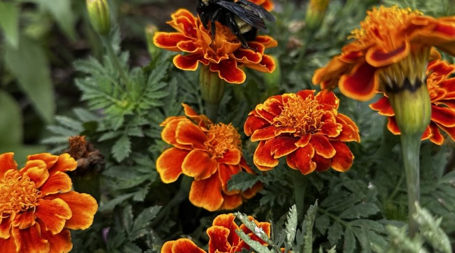 A Pollinator’s Sanctuary: Why We Must Turn Off Our Lights
